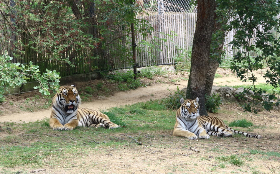 Deux tigres en pleine sieste