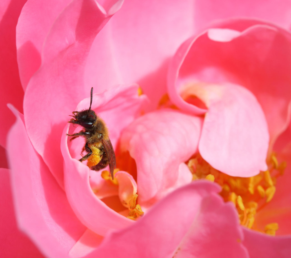 L&#039;abeille dans sa fleur