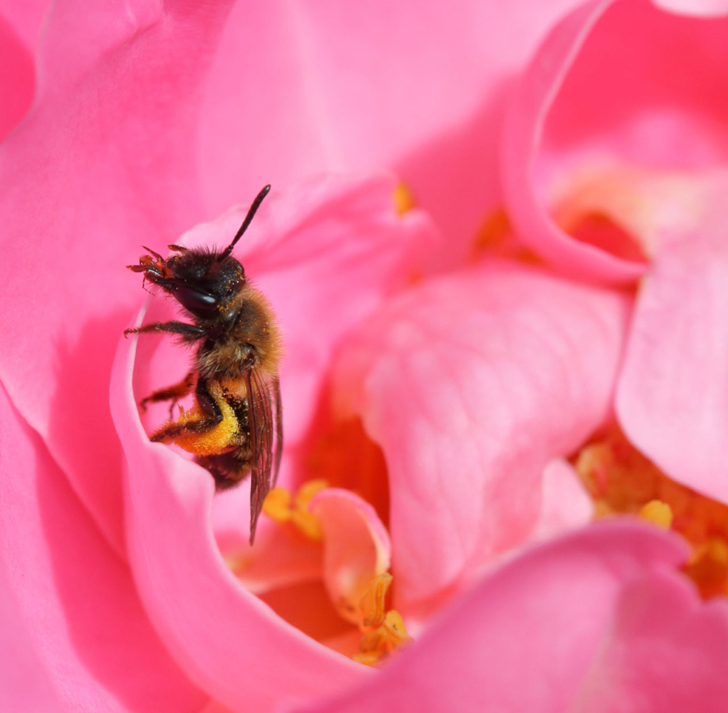 Une abeille butinant vue de près