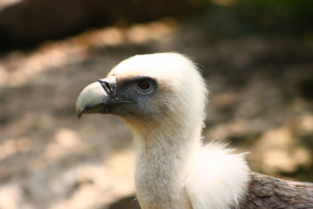 Photo portrait d&#039;un vautour